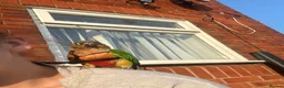 Conures birds for sale: Bonded pair of conures  in Gosport - Advert 7