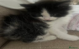 Mixed Breed cats for sale: Kittens  - Image 3