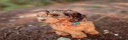 Cockapoo dogs for sale: ❤️Gorgeous F1B Cockapoo❤️ in Ipswich - Advert 5
