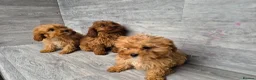 Cavapoo dogs for sale: 3 stunning cavapoo girls ready now - Advert 6