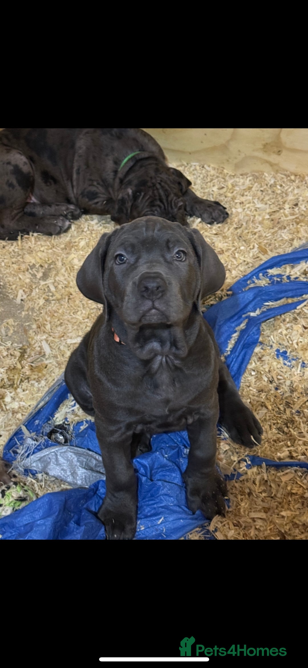 Cane Corso dogs for sale: Beautiful Cane Corso Puppies. - Advert 5