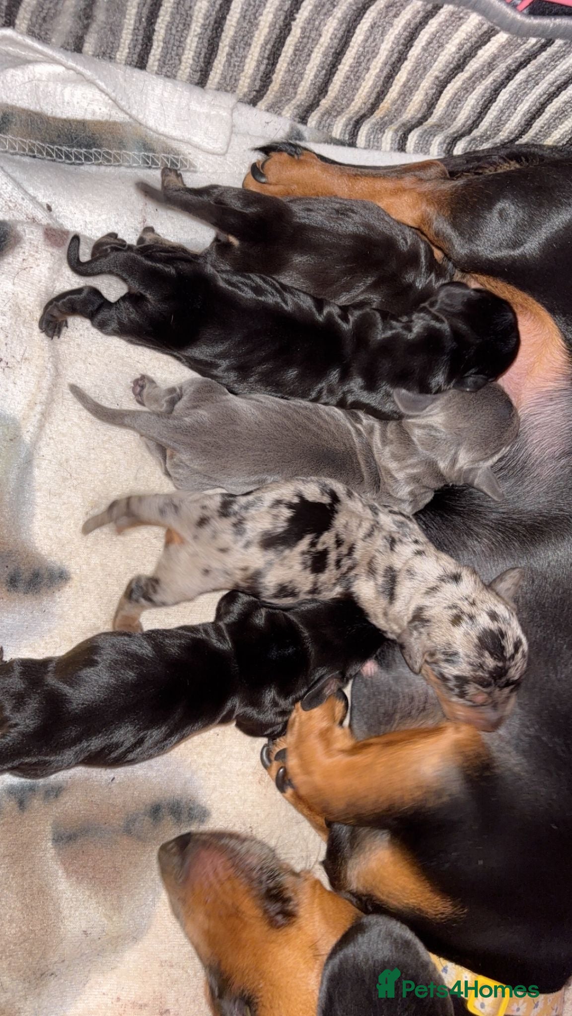 Miniature Dachshund dogs Outstanding Quality True miniature dachshunds - Advert 1