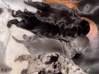 Miniature Dachshund dogs Outstanding Quality True miniature dachshunds - Advert 1