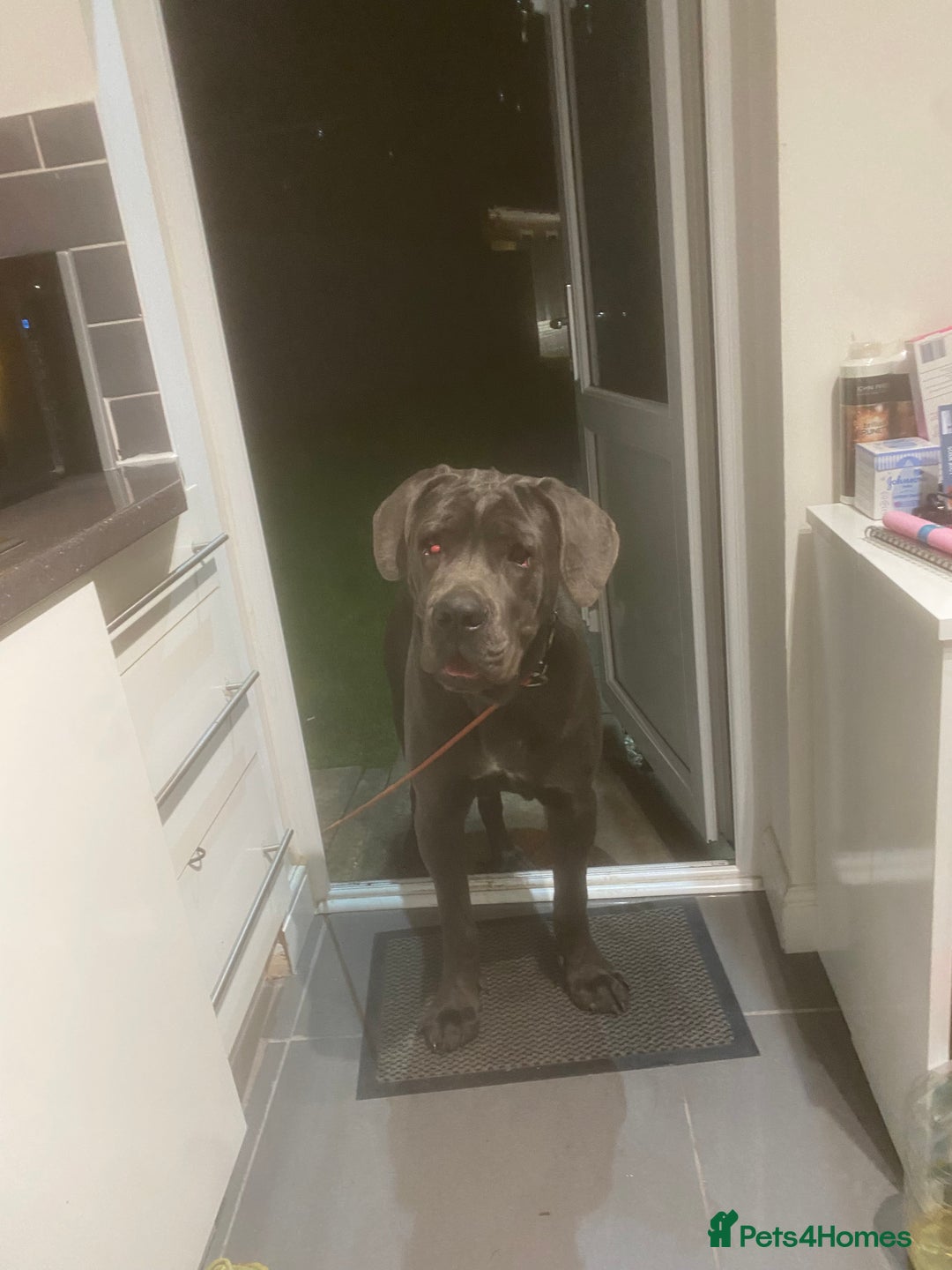 Cane Corso dogs for stud: Cane Corso male stud  - Image 11