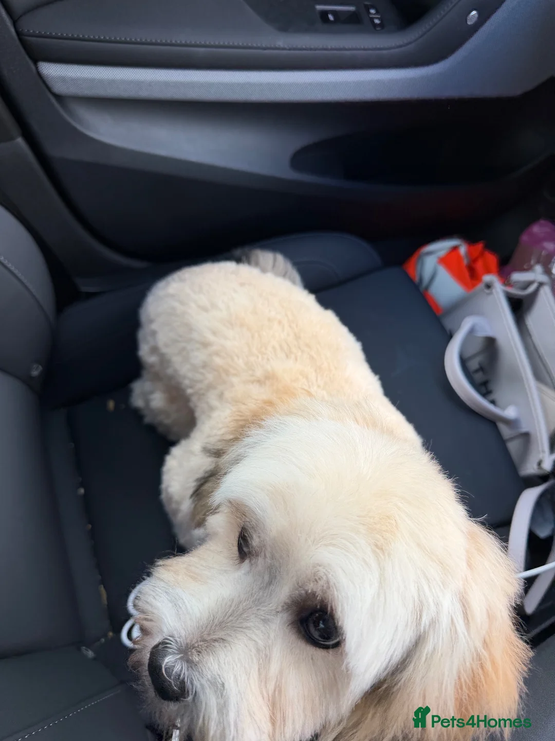 Shihpoo dogs for sale: Beautiful 8 month old Shihpoo Buttercup in Tipton - Advert 6
