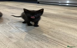 Mixed Breed cats for sale: Semi Longhaired Kittens - Image 18