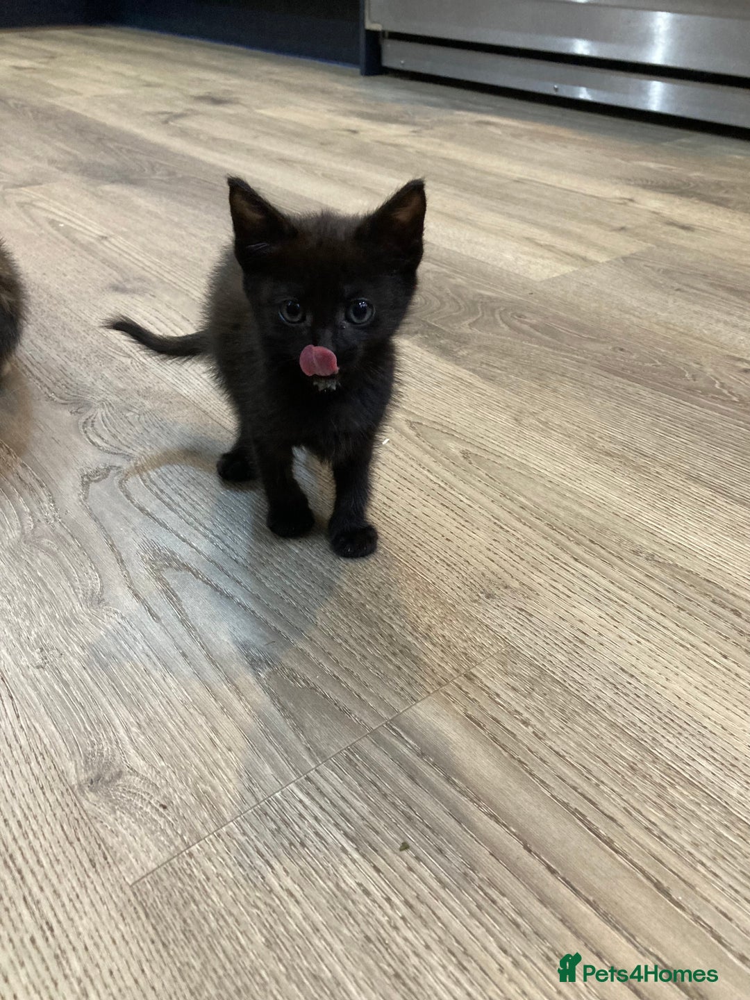 Mixed Breed cats for sale: Semi Longhaired Kittens - Image 18
