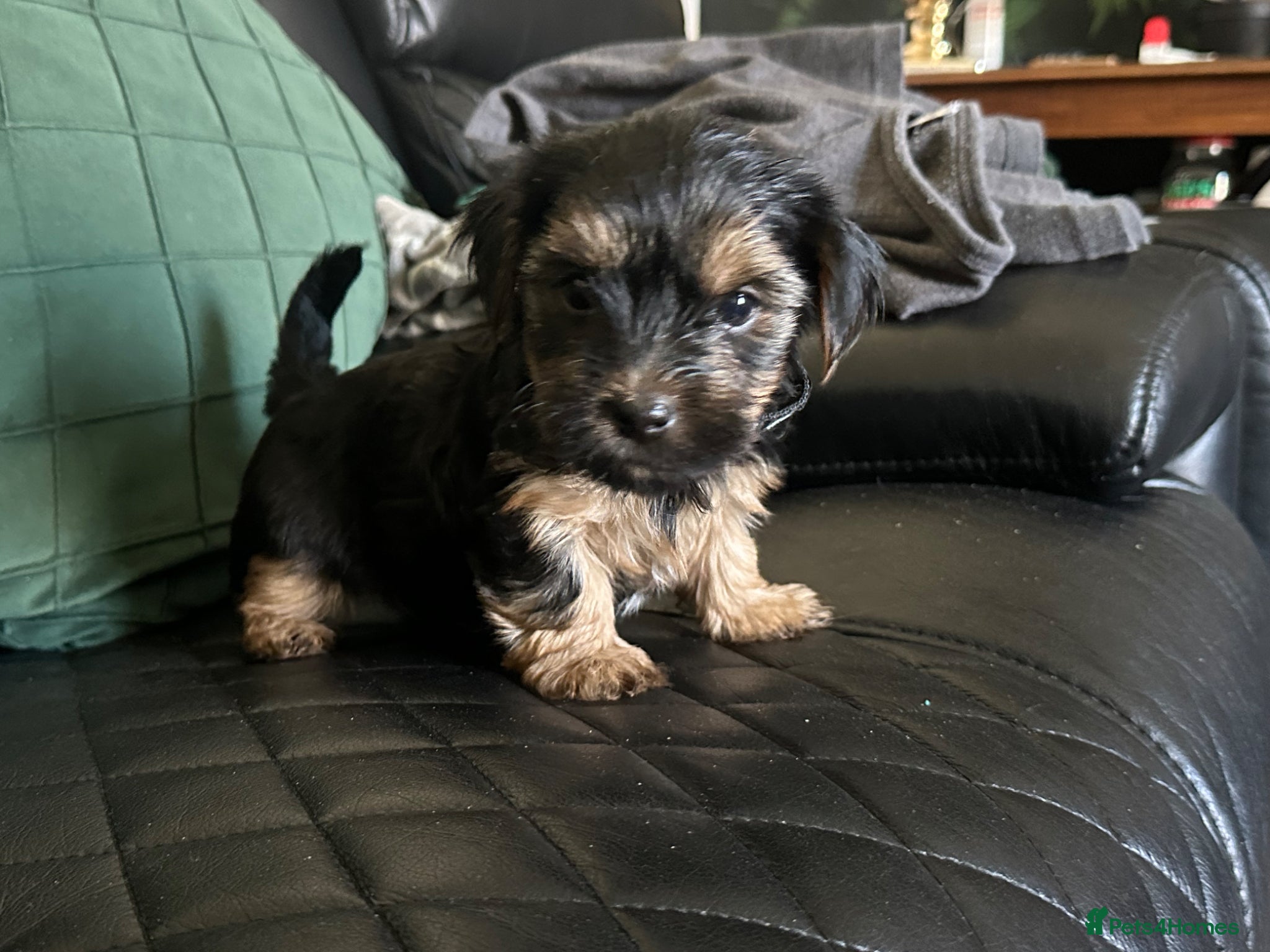 Yorkshire Terrier dogs Yorkshire terrier puppies  - Advert 7