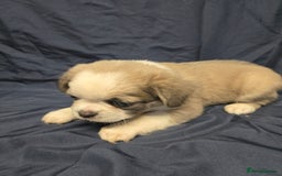 French Bulldog dogs for sale: French bulldog pups pink/fluffy READY NOW - Advert 4