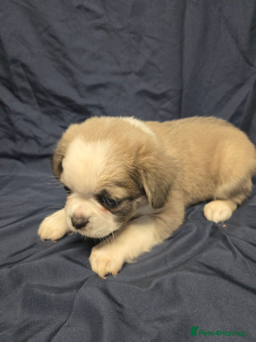 French Bulldog dogs for sale: French bulldog pups pink/fluffy READY NOW - Advert 4