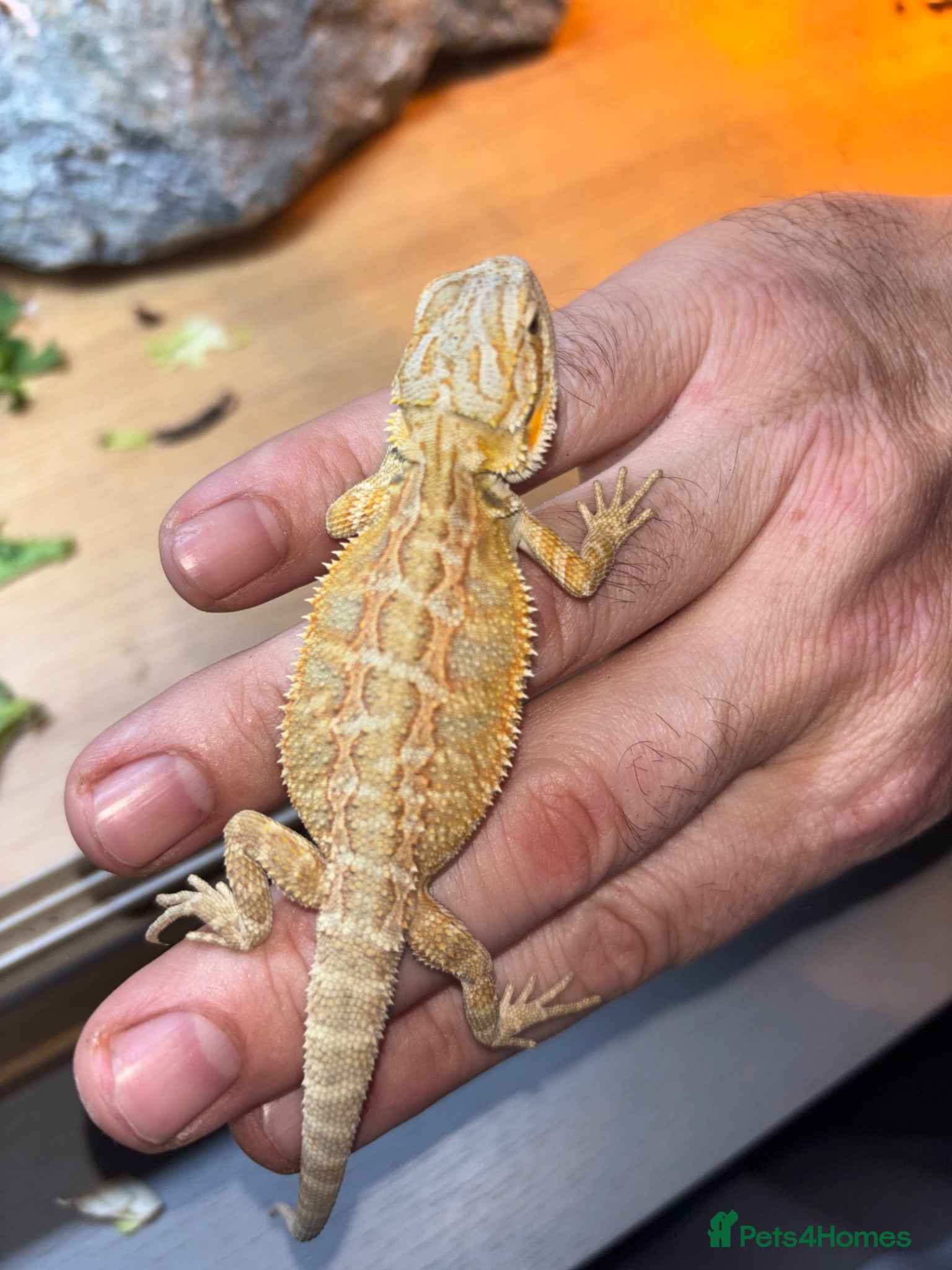 Bearded Dragon reptiles Friendly bearded baby dragons - Advert 1