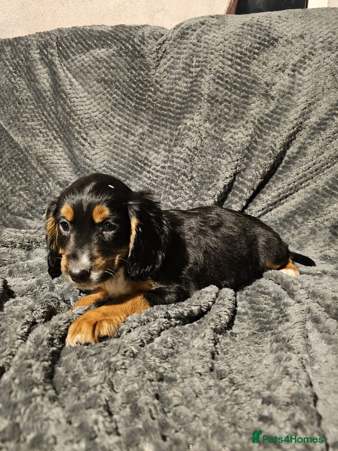 Cocker Spaniel dogs for sale: Cocker spaniels puppy's  - Advert 28