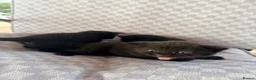 Mixed Breed cats for sale: Black tabby kittens  - Advert 16
