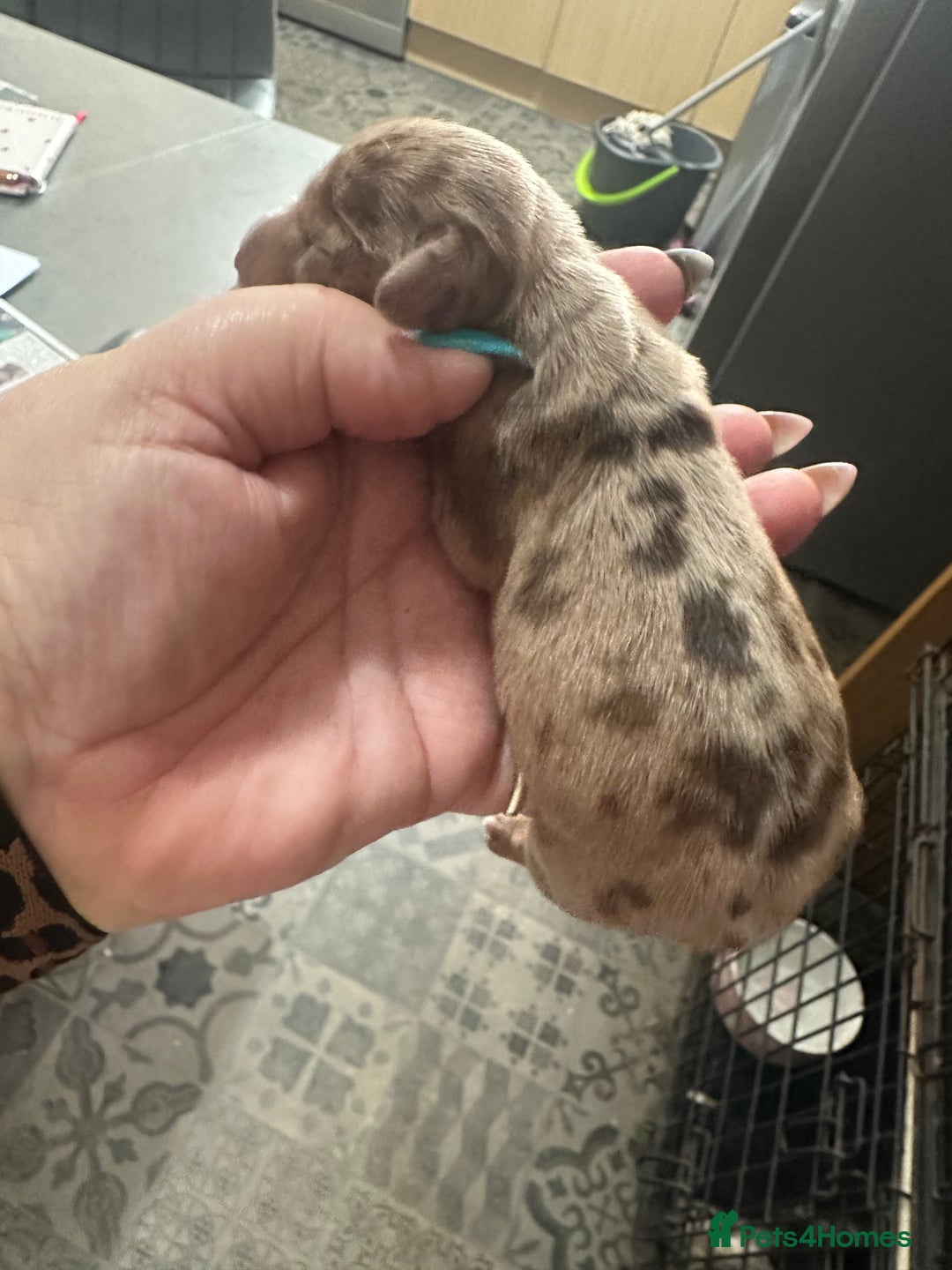Miniature Dachshund dogs for sale: Mini Dachshund  - Image 7