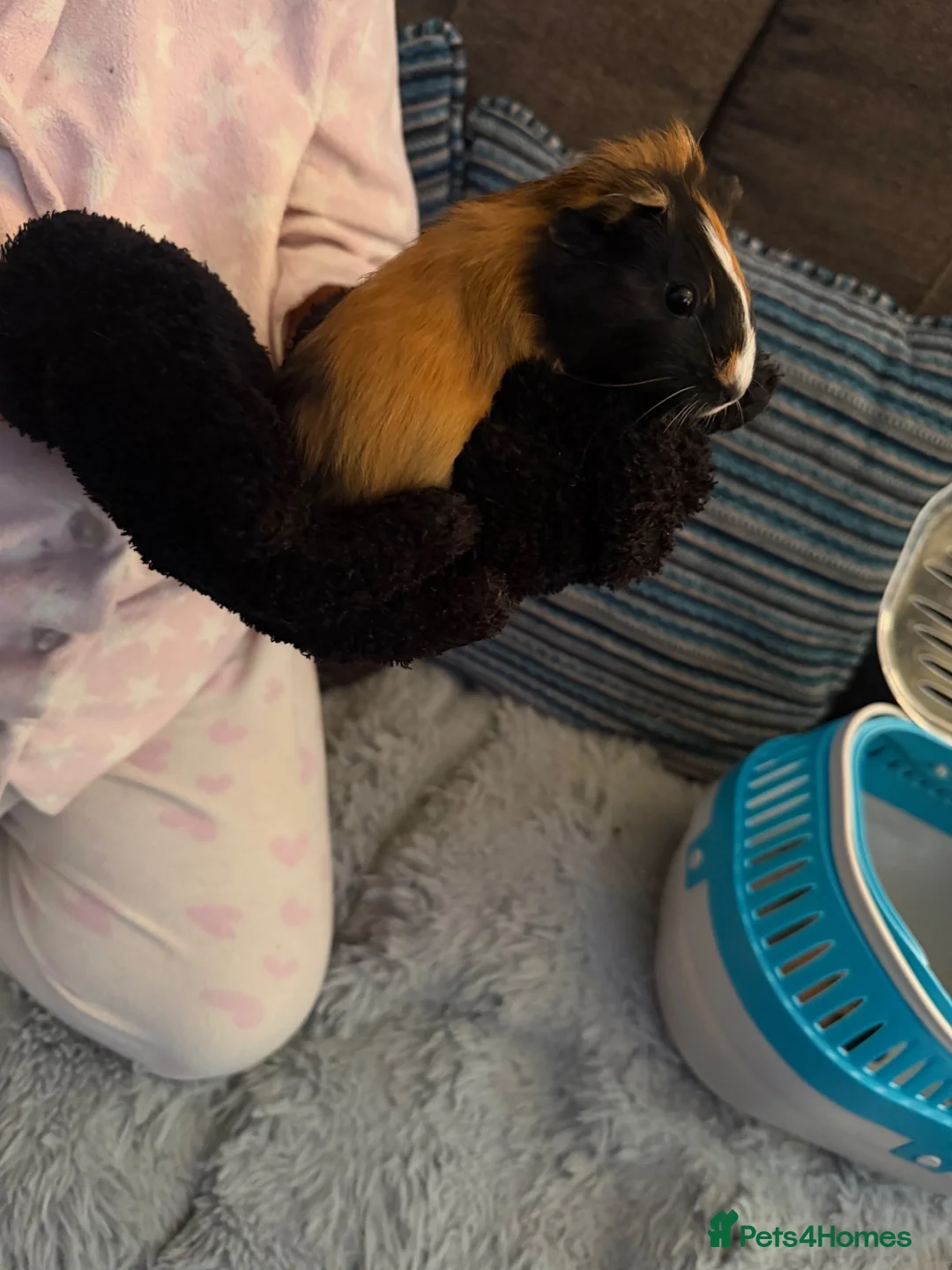 Guinea Pig rodents for sale: 2 male boar guinea pigs  in Wigston - Advert 2
