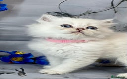 British Shorthair cats for sale: STUNNING TICA BRITISH SHORTHAIR/LONGHAIR KITTENS - Image 4