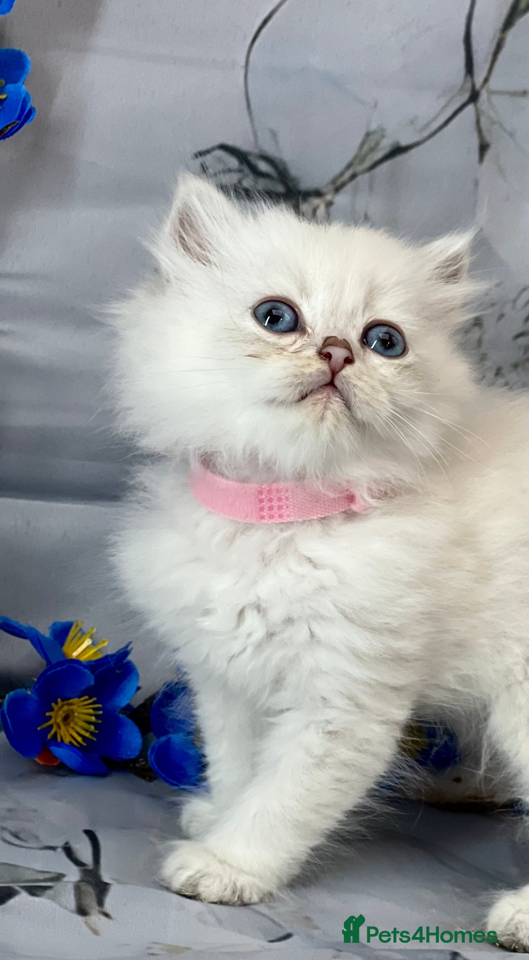 British Shorthair cats for sale: STUNNING TICA BRITISH SHORTHAIR/LONGHAIR KITTENS - Image 4