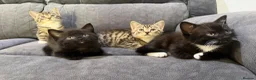 Mixed Breed cats for sale: 🐾 Beautiful Half British Shorthair Kittens 🐾 in Solihull - Advert 3