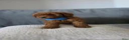 Maltipoo dogs for sale: Gorgeous maltipoo puppies  - Advert 2