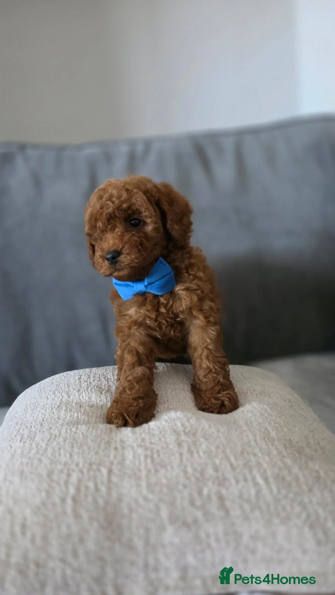 Maltipoo dogs for sale: Gorgeous maltipoo puppies  - Advert 2