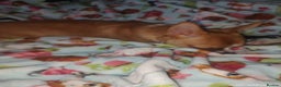 Chihuahua dogs for sale: Adorable Loving hand reared ready now Chihuahuas - Advert 28