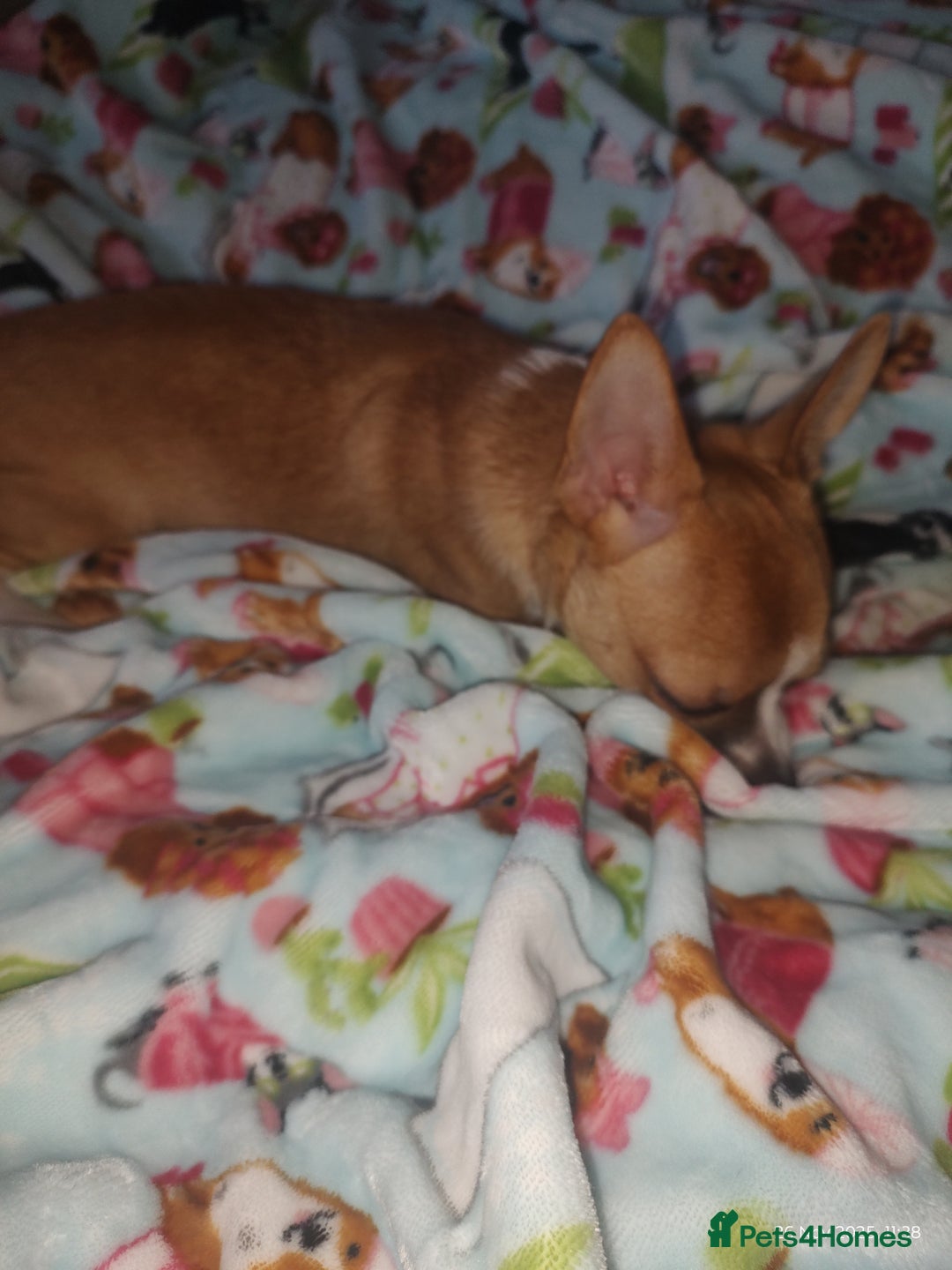 Chihuahua dogs for sale: Adorable Loving hand reared ready now Chihuahuas - Advert 28