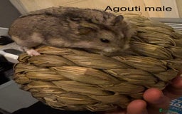 Hamster rodents for sale: Pure bred Campbells dwarf hamsters  - Advert 7