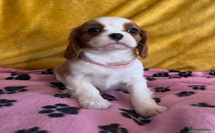 Cavalier King Charles Spaniel dogs - Advert 4