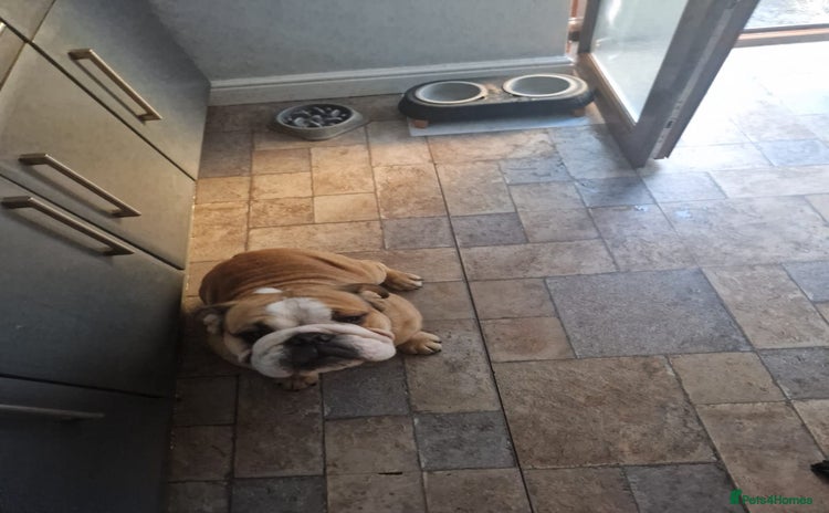 English Bulldog dogs - Advert 2
