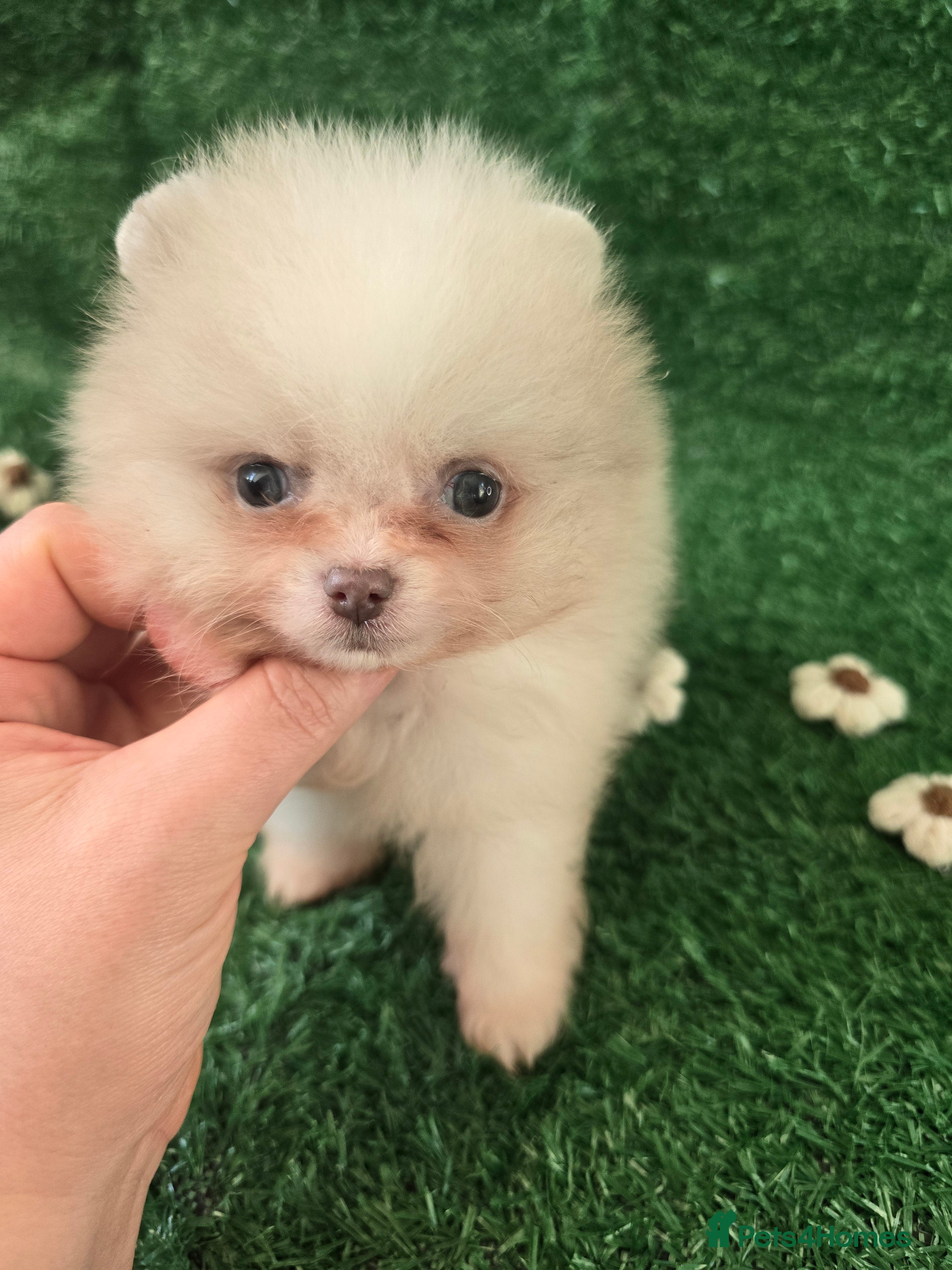 Pomeranian dogs 8 WEEKS OLD Lavender Lilac Chocolate blue merles💜 - Advert 18