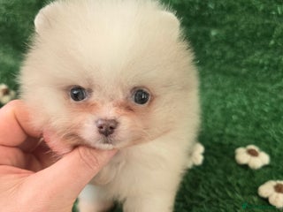Pomeranian dogs 8 WEEKS OLD Lavender Lilac Chocolate blue merles💜 - Advert 18