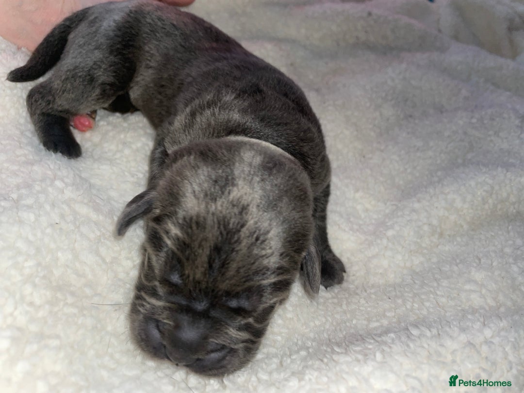 Cane Corso dogs for sale: Harlequin cane corso x pedigree cane corso puppies - Advert 35