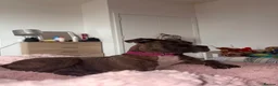 Mixed Breed dogs for sale: Cane corso x staff female  - Advert 1