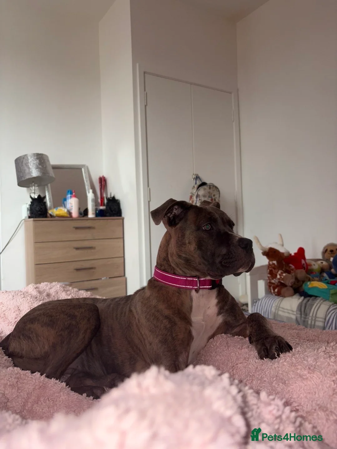 Mixed Breed dogs for sale: Cane corso x staff female  - Advert 1