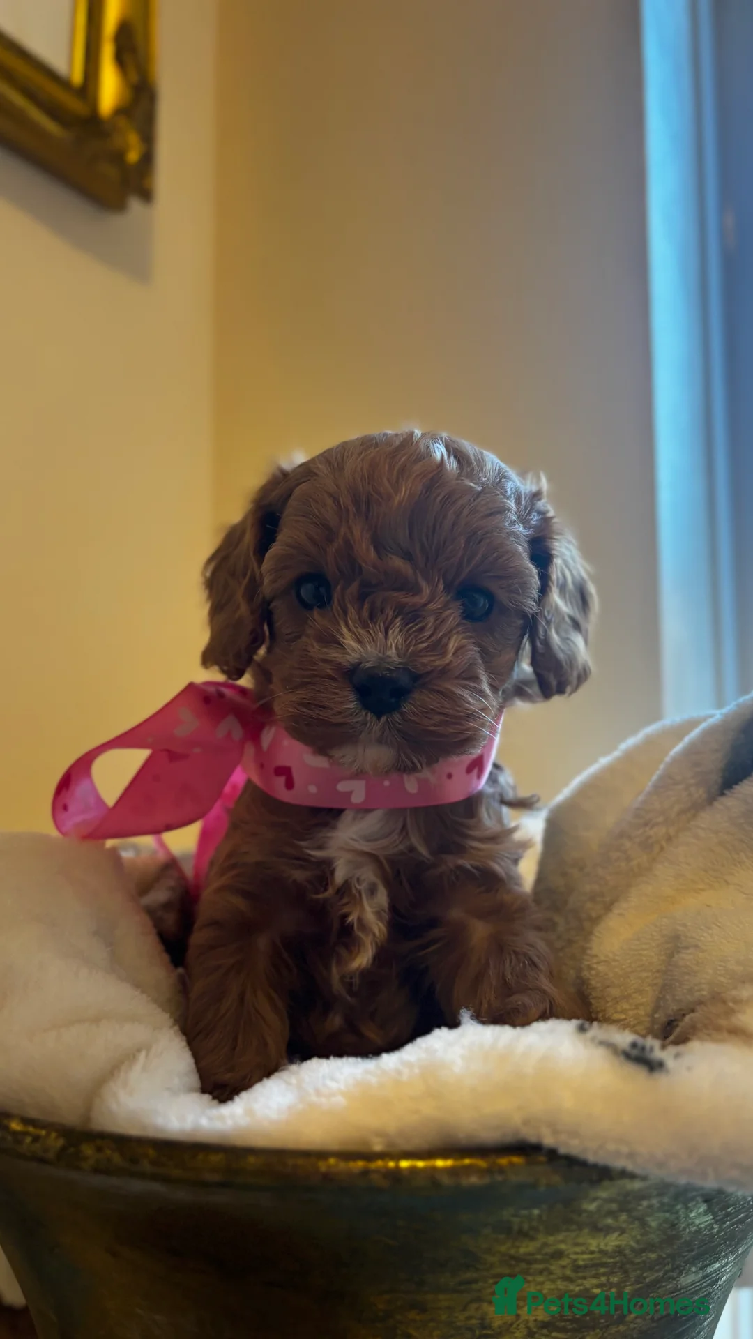 Cavapoo dogs for sale: All sold❤️ - Advert 27