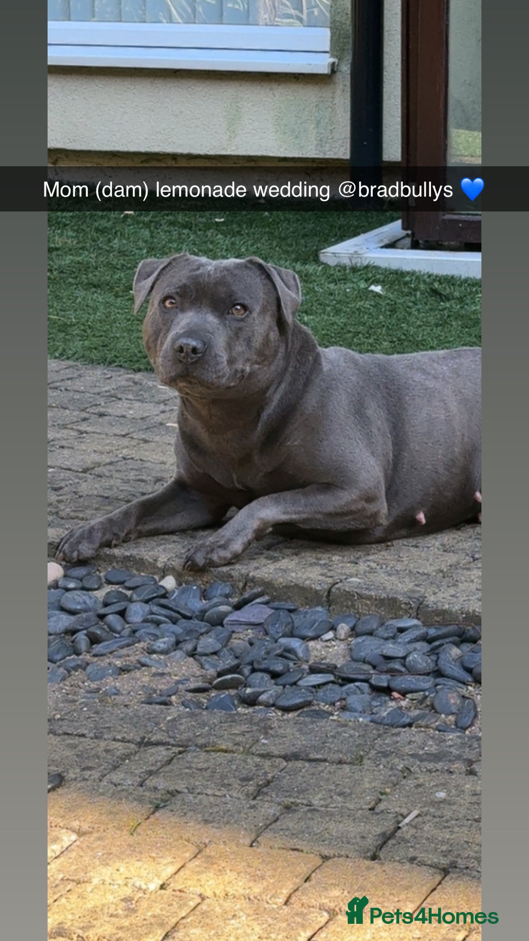 Staffordshire Bull Terrier dogs for sale: Beautiful blue staffy pups excellent pedigree  - Image 18