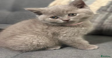 British Shorthair cats STUNNING BSH LILAC KITTENS 3 MALES/1 FEMALE  - Advert 11