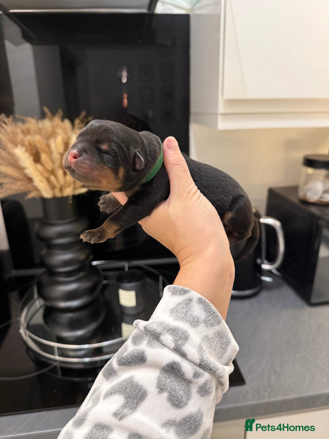 Rottweiler dogs for sale: Chunky Rottweiler puppies - Advert 13