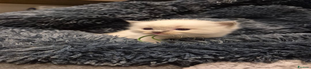 Ragdoll Kitten 1