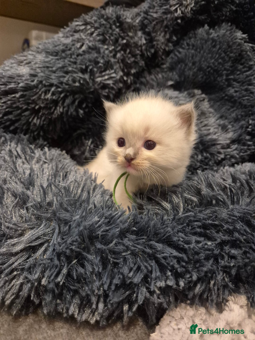 Ragdoll cats for sale: ragdoll kittens for sale - Image 2