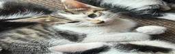 Mixed Breed cats for sale: 6 kittens for sale  - Advert 16