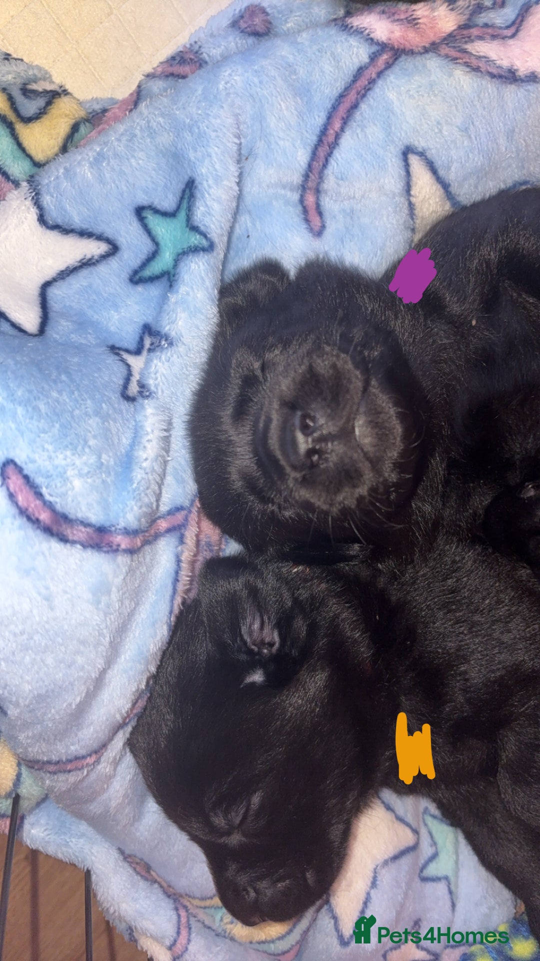 Labrador Retriever dogs for sale: Gorgeous chunky black lab pups🖤 - Advert 11