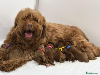 Australian Labradoodle dogs Superior Australian Labradoodle Puppies Ready Feb. - Advert 4