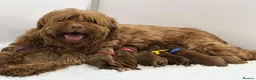 Australian Labradoodle dogs for sale: Superior Australian Labradoodle Puppies Ready Feb. - Advert 3