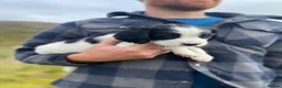 English Springer Spaniel dogs for sale: Springer Spaniel Puppies – 3 Girls Available - Advert 13