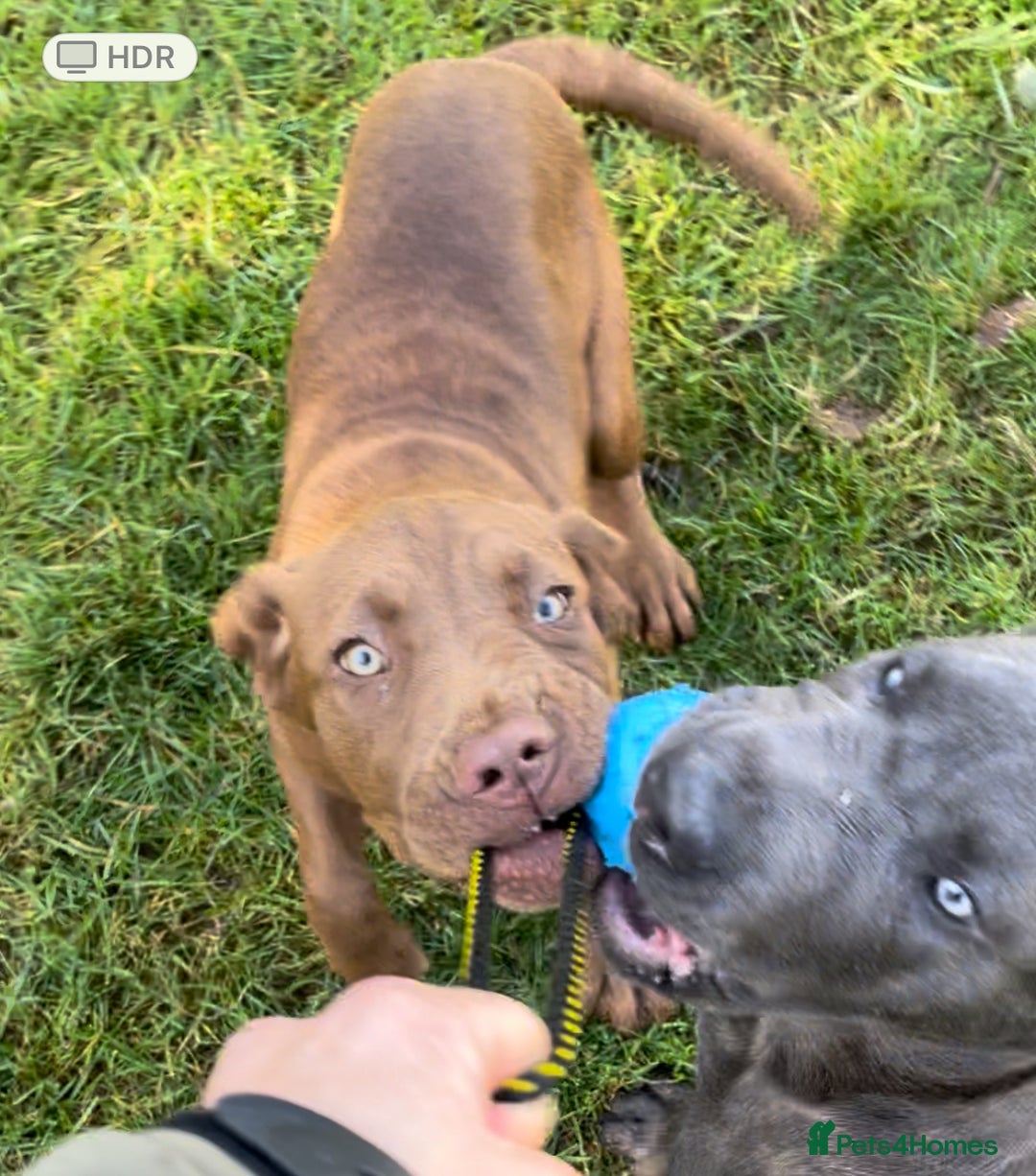 Mixed Breed dogs for sale: Cane Corso x Neapolitan Mastiff girl in Holsworthy - Image 3