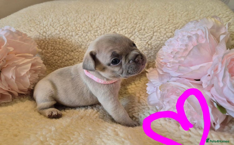 French Bulldog dogs - Advert 4