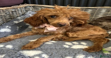 Toy Poodle dogs in Chichester - Advert 2
