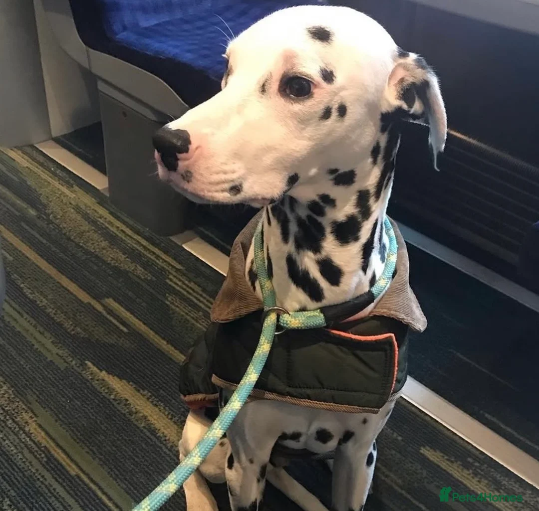 Dalmatian dogs for sale: Blue is looking for his second home *please read* in Lancaster - Advert 2