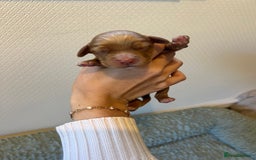 Cocker Spaniel dogs for sale: 🐶Cocker Spaniel Pups Looking for Forever Family🐶 - Image 16